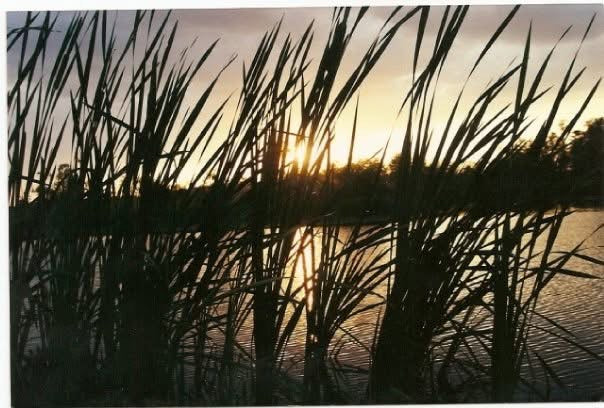 Sunset through tall reeds at Big Pond, the family swamp land.